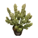 White Widow Auto | AUTOFEM | Dutch Passion - Freigestellt 2026-08-13