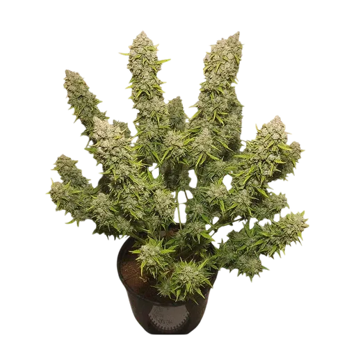 White Widow Auto | AUTOFEM | Dutch Passion - Freigestellt 2026-08-13