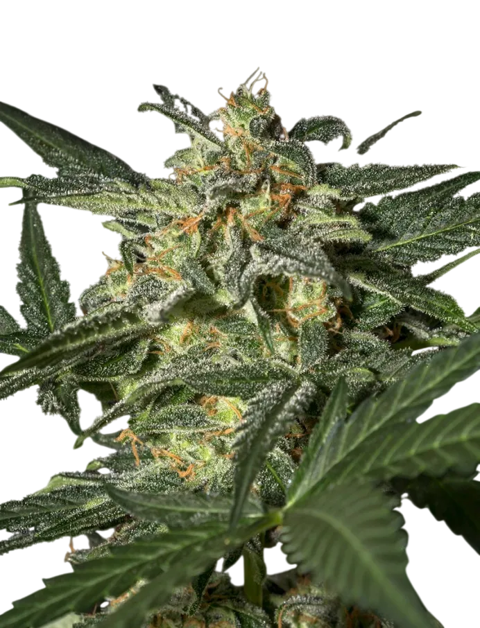 White Widow Auto | AUTOFEM | Greenhouse Seed Co. - Freigestellt 2026-08-13