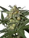 White Widow Auto | AUTOFEM | Greenhouse Seed Co. - Freigestellt 2026-08-13