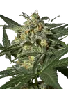 White Widow Auto | AUTOFEM | Greenhouse Seed Co. - Freigestellt 2026-08-13