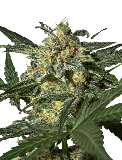 White Widow Auto | AUTOFEM | Greenhouse Seed Co. - Freigestellt 2026-08-13