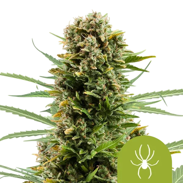White Widow Auto | AUTOFEM | Royal Queen Seeds - Freigestellt 2026-08-13