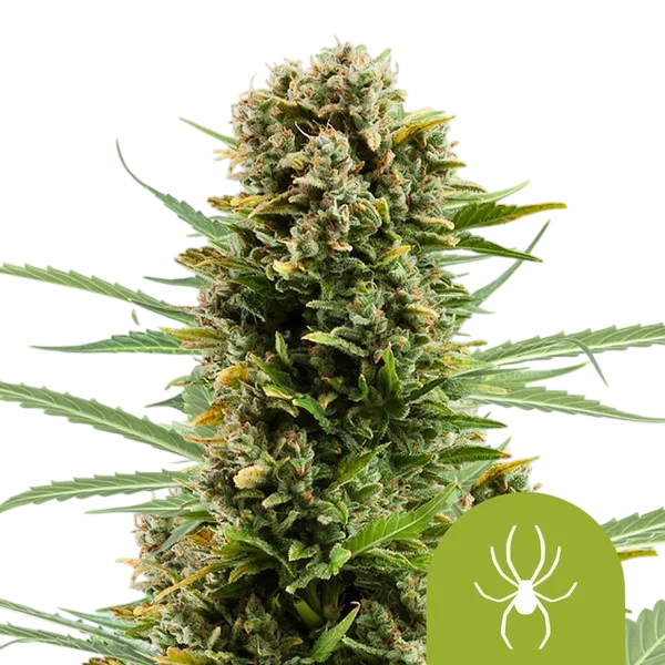 White Widow Auto | AUTOFEM | Royal Queen Seeds - Freigestellt 2026-08-13