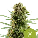 White Widow Auto | AUTOFEM | Royal Queen Seeds - Freigestellt 2026-08-13