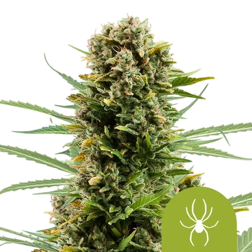 White Widow Auto | AUTOFEM | Royal Queen Seeds - Freigestellt 2026-08-13