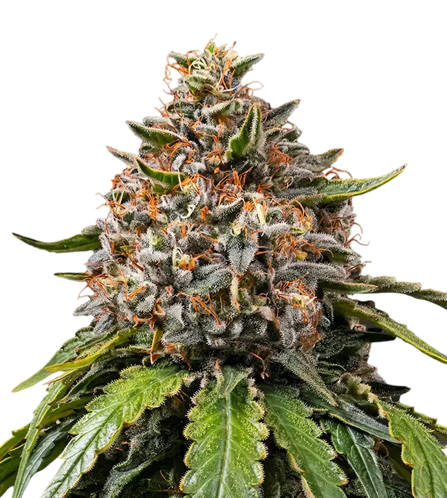 White Widow XXL | PHOTOFEM | Barneys Farm - Freigestellt 2026-08-13