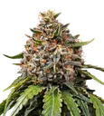 White Widow XXL | PHOTOFEM | Barneys Farm - Freigestellt 2026-08-13