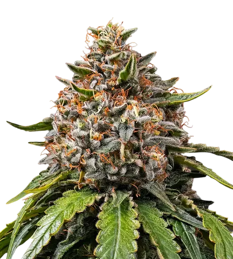 White Widow XXL | PHOTOFEM | Barneys Farm - Freigestellt 2026-08-13