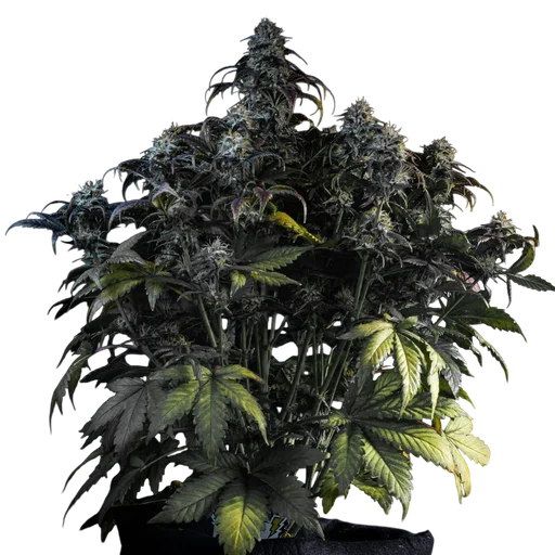 Mephistos Wedding Auto | AUTOFEM | Mephisto Genetics - Freigestellt 2026-09-14