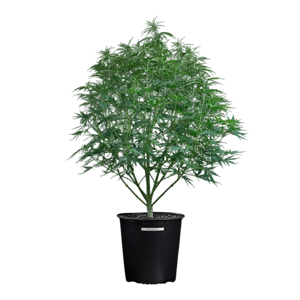 Cinderella Pineapple | PHOTOFEM | Brothers Grimm Seeds - Freigestellt 2026-10-06