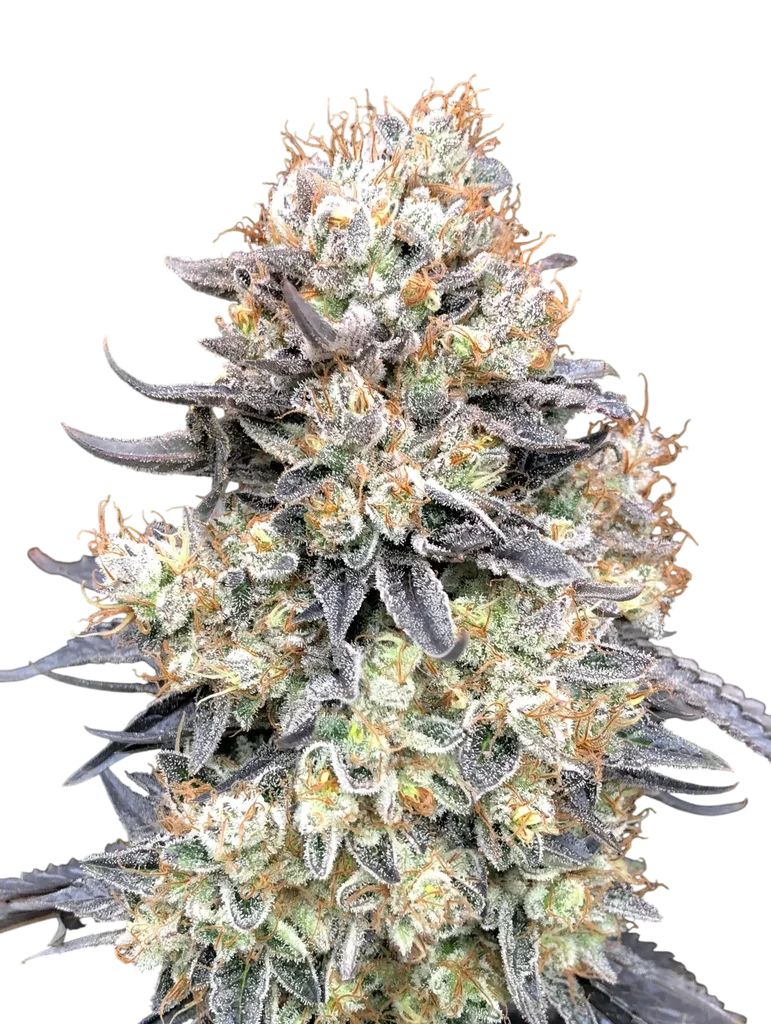 Purple Punch Auto | AUTOFEM | 00 Seeds