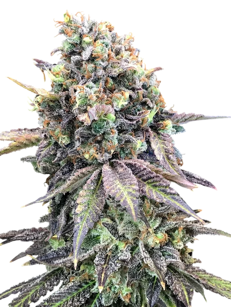 Purple Punch – Produktansicht