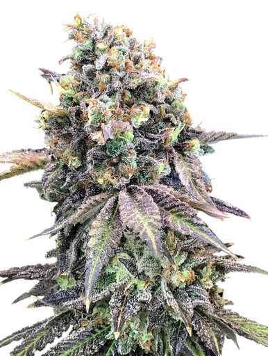 Purple Punch