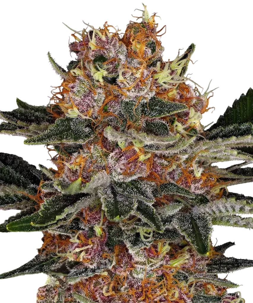 Purple Punch Auto | AUTOFEM | Barneys Farm