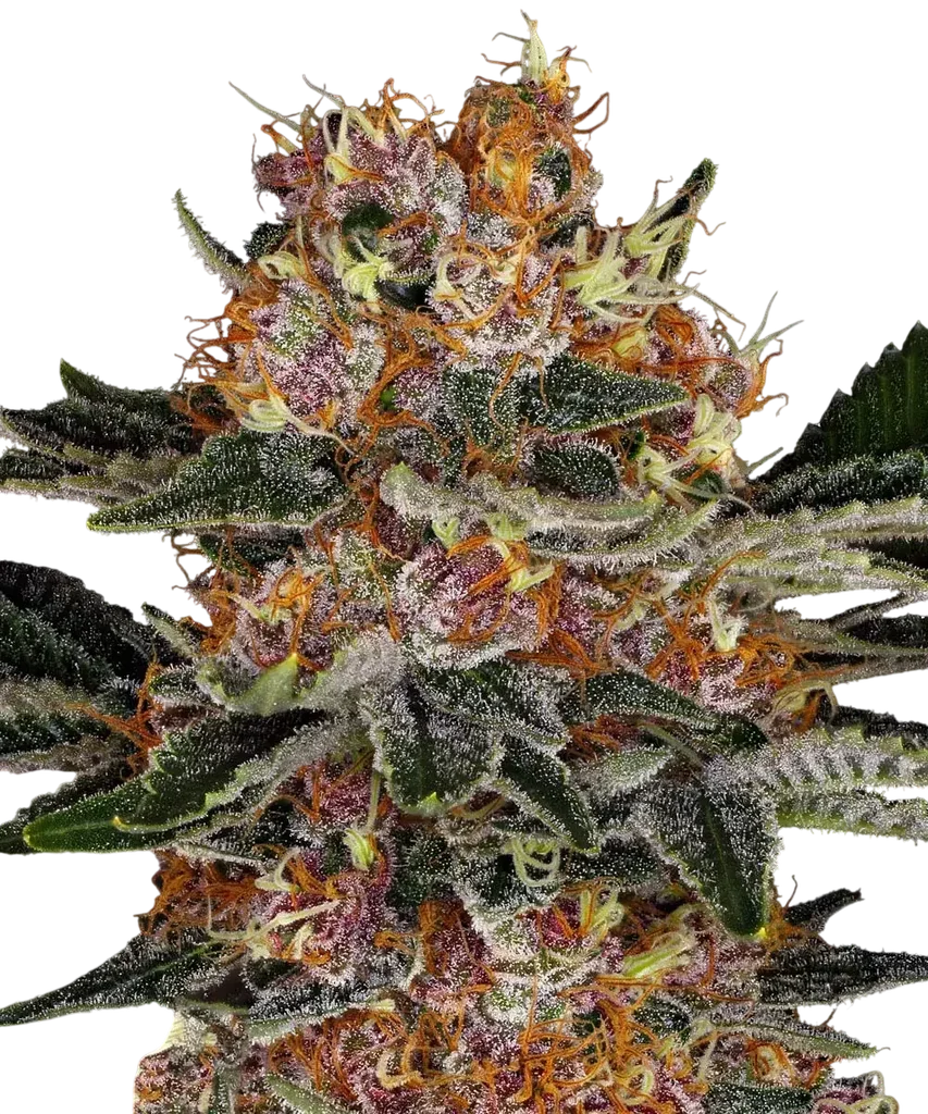 Purple Punch Auto | AUTOFEM | Barneys Farm