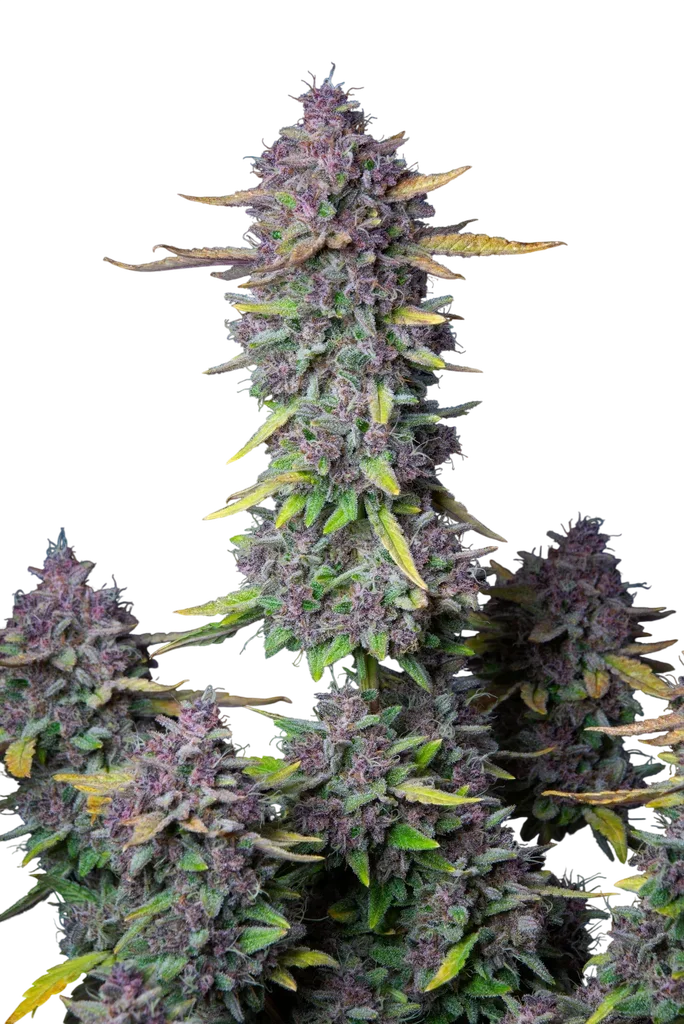 Purple Punch Auto – Produktansicht
