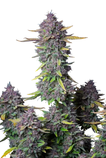 Purple Punch Auto | AUTOFEM | Fast Buds