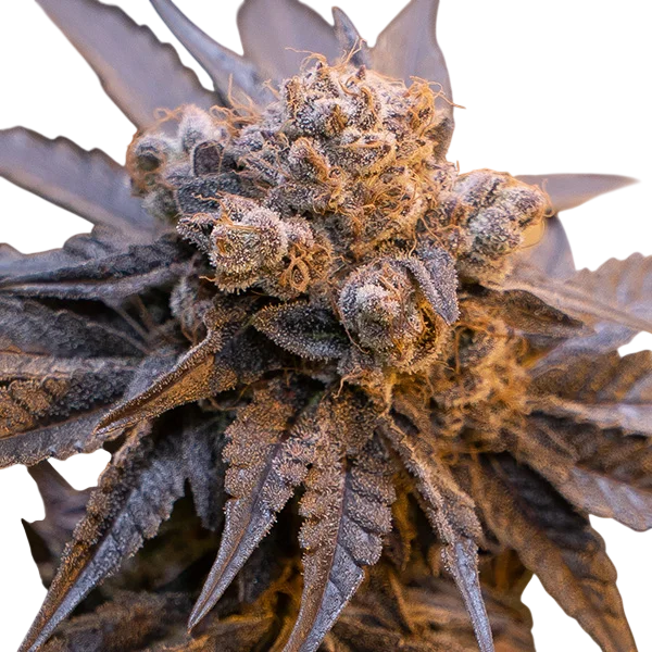 Purple Punch Auto | AUTOFEM | High Speed Buds