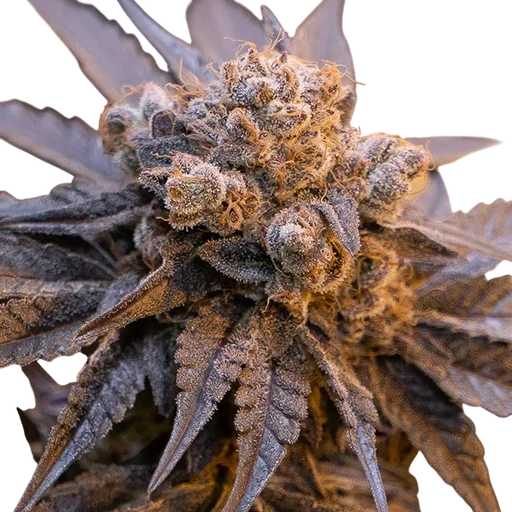 Purple Punch Auto