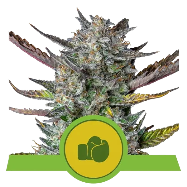 Purple Punch Auto | AUTOFEM | Royal Queen Seeds