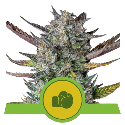 Purple Punch Auto