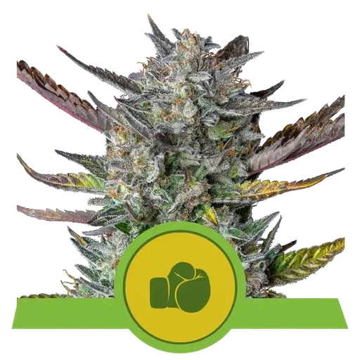 Purple Punch Auto