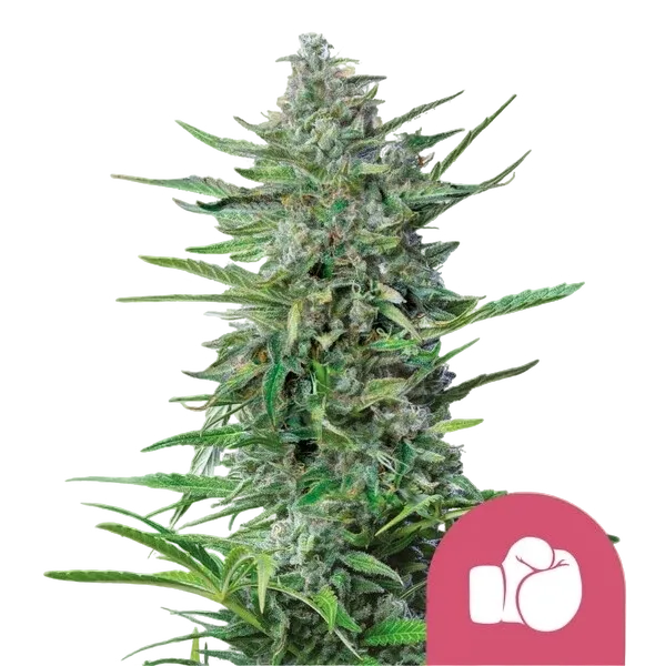 Purple Punch | PHOTOFEM | Royal Queen Seeds