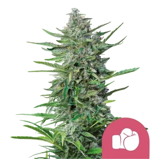 Purple Punch