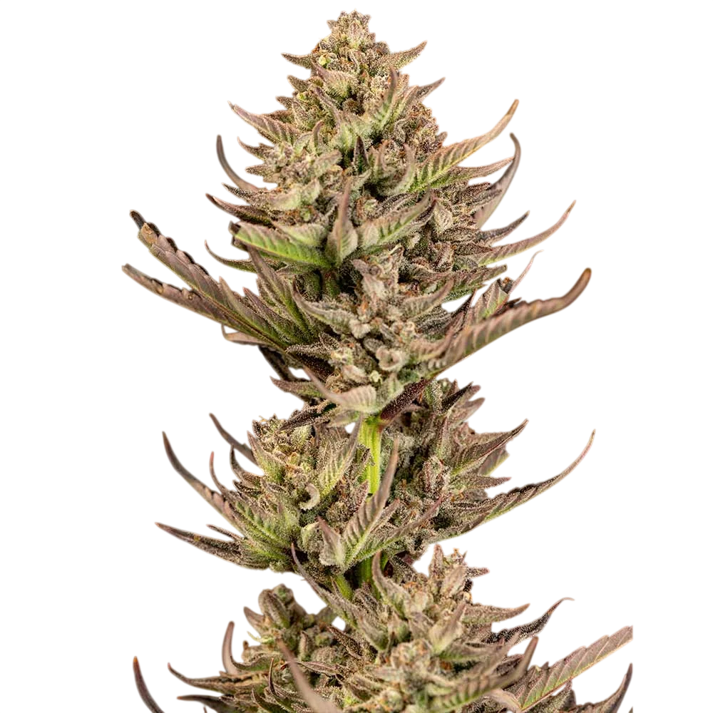 Purple Punch F1 Fast | PHOTOFEM | Seedsman
