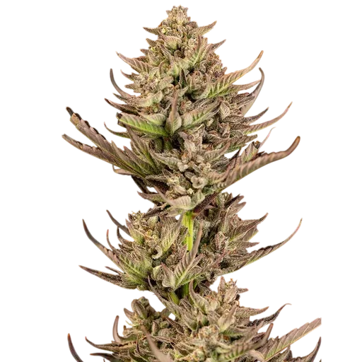 Purple Punch F1 Fast