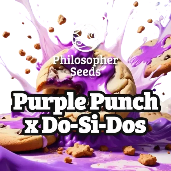 Purple Punch x Do-Si-Dos | PHOTOFEM | Philosopher Seeds