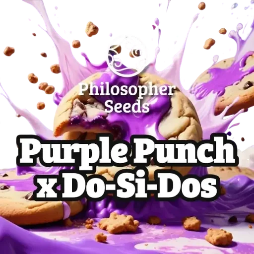 Purple Punch x Do-Si-Dos