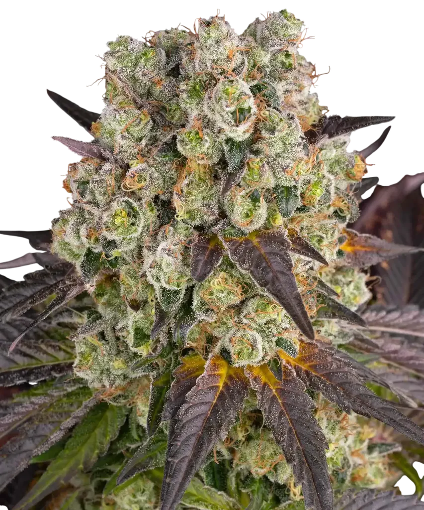 Purple Punch x Lemon Drizzle | PHOTOFEM | Barneys Farm