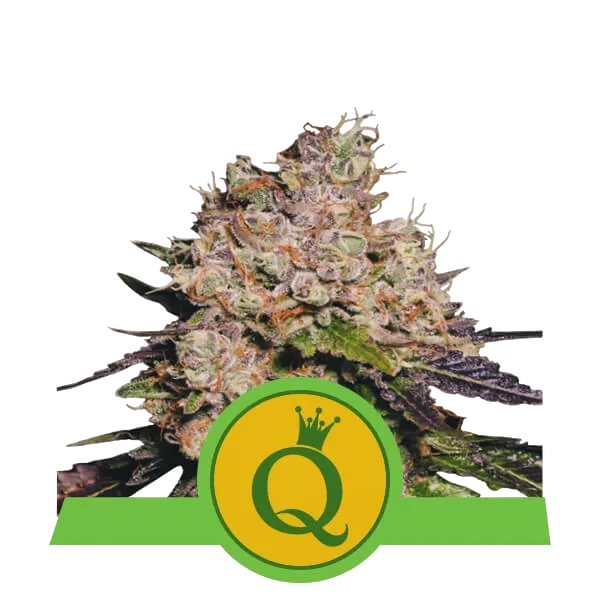 Purple Queen Auto | AUTOFEM | Royal Queen Seeds