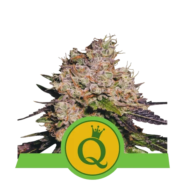 Purple Queen Auto | AUTOFEM | Royal Queen Seeds