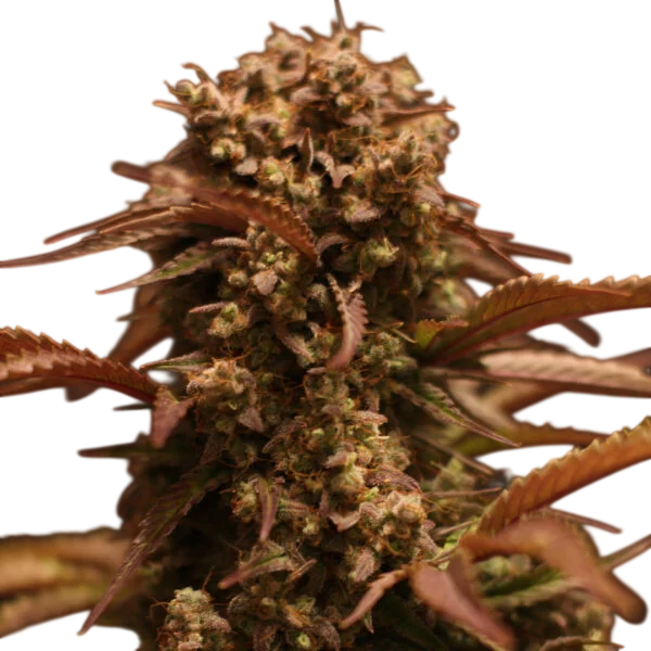 Purple Ryder Auto | AUTOFEM | Doctors Choice