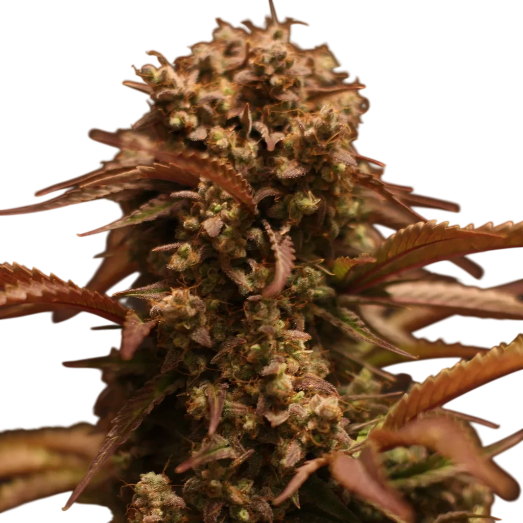 Purple Ryder Auto | AUTOFEM | Doctors Choice