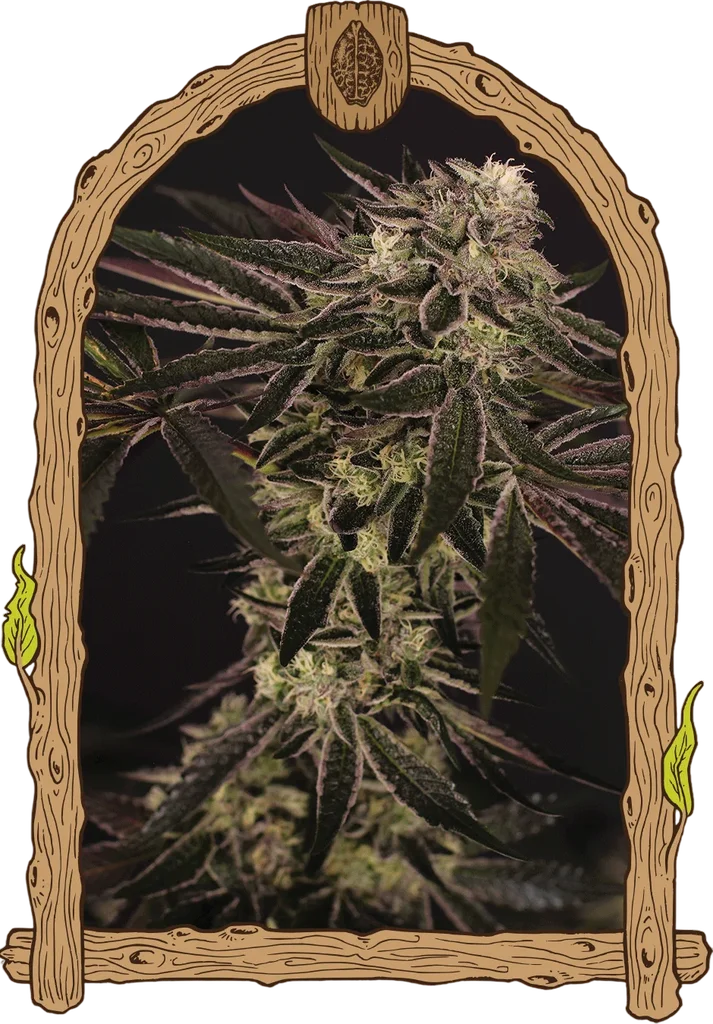 Purple Shot | PHOTOFEM | Exotic Seed