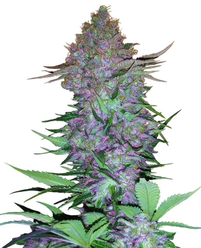 Purple Skunk Auto | AUTOFEM | Sensi Seeds