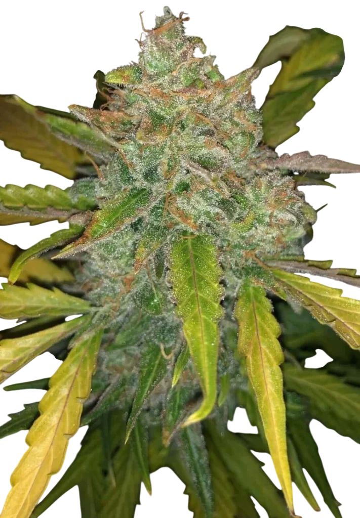 Purple Sunset Auto | AUTOFEM | Philosopher Seeds