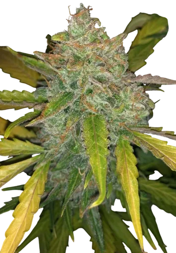 Purple Sunset Auto