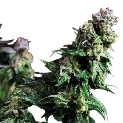 Purple Urkle