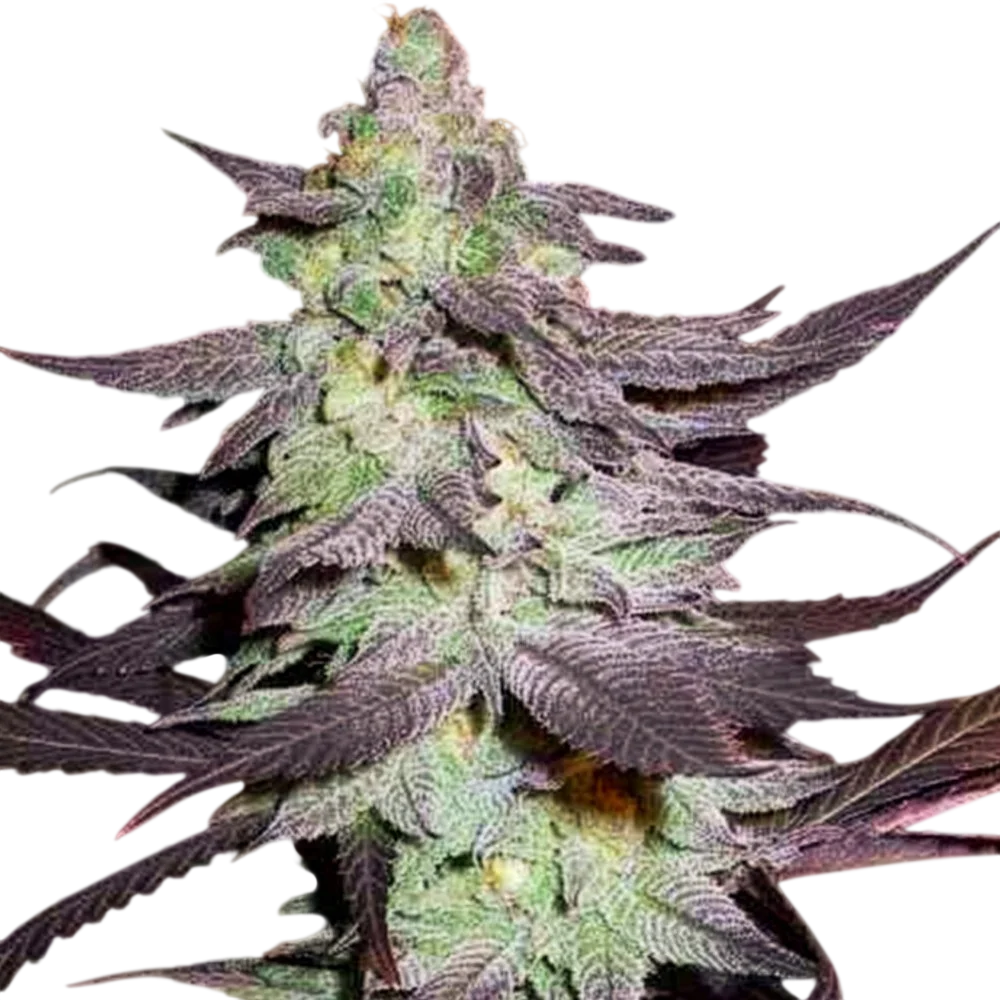 Purple Wreck – Produktansicht