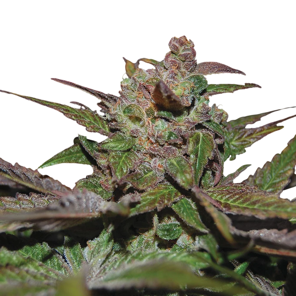 Purple Wreck Auto | AUTOFEM | DNA Genetics