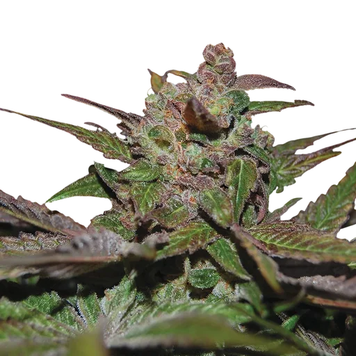 Purple Wreck Auto