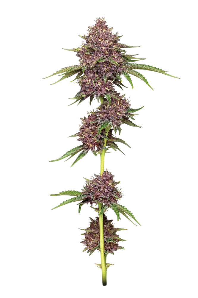 Purpz | PHOTOFEM | Humboldt Seed Co.