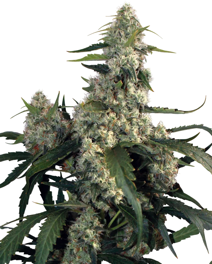Quasar | PHOTOFEM | Buddha Seeds