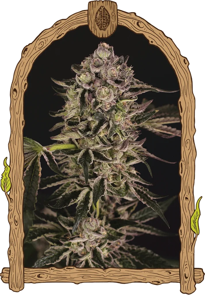 Quick Sherbet | PHOTOFEM | Exotic Seed
