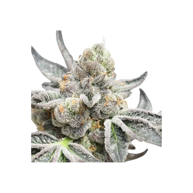 Radical Juice Auto | AUTOFEM | Ripper Seeds